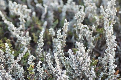 Wilsonia humilis, photographed by Rod Lowther