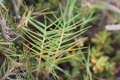Distichlis distichophylla, photographed by Rod Lowther