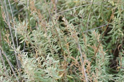 Atriplex paludosa, photographed by Rod Lowther