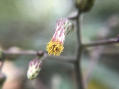 Blumea lanceolaria, photographed by 黃美滿