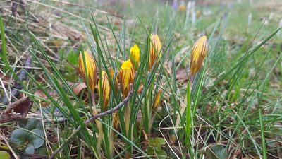 Crocus chrysanthus, photographed by Alexis Tinker-Tsavalas