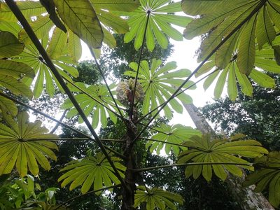 Musanga cecropioides, photographed by Chris Quirin