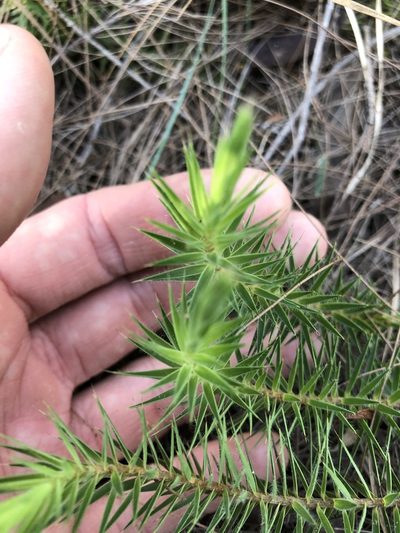 Melichrus procumbens, photographed by Greg Tasney