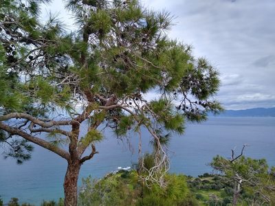 Pinus brutia, photographed by Sam J. Thomas