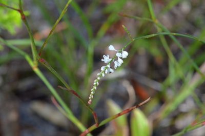 Polygonella ciliata, photographed by James (Jim) Duggan
