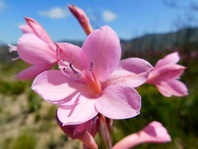 Watsonia knysnana, photographed by Rebecca Ryen-Stols
