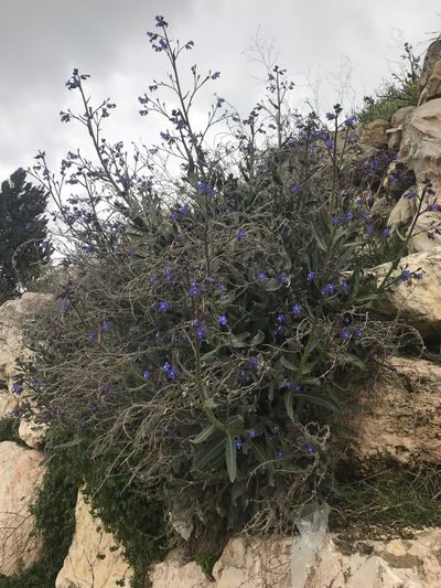 Anchusa strigosa, photographed by Sam J. Thomas