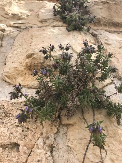 Podonosma orientalis, photographed by Sam J. Thomas