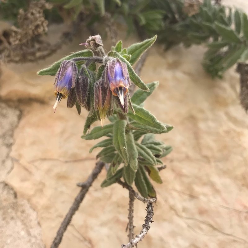 Podonosma orientalis, photographed by Sam J. Thomas