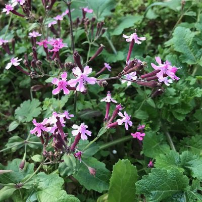 Silene aegyptiaca, photographed by Sam J. Thomas
