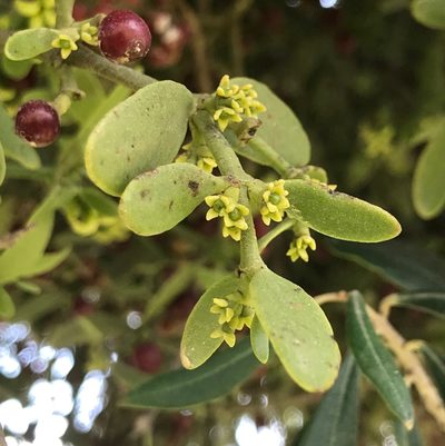Viscum cruciatum, photographed by Sam J. Thomas