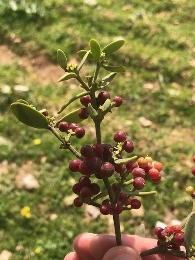 Viscum cruciatum, photographed by Sam J. Thomas
