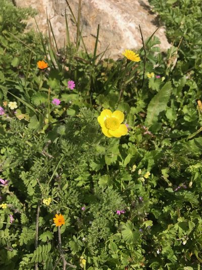 Ranunculus millefolius, photographed by Sam J. Thomas