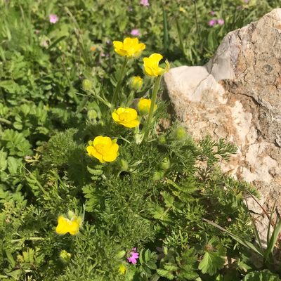 Ranunculus millefolius, photographed by Sam J. Thomas