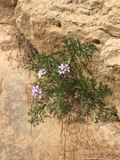 Erucaria rostrata, photographed by Sam J. Thomas