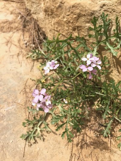 Erucaria rostrata, photographed by Sam J. Thomas