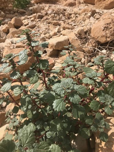 Forsskaolea tenacissima, photographed by Sam J. Thomas