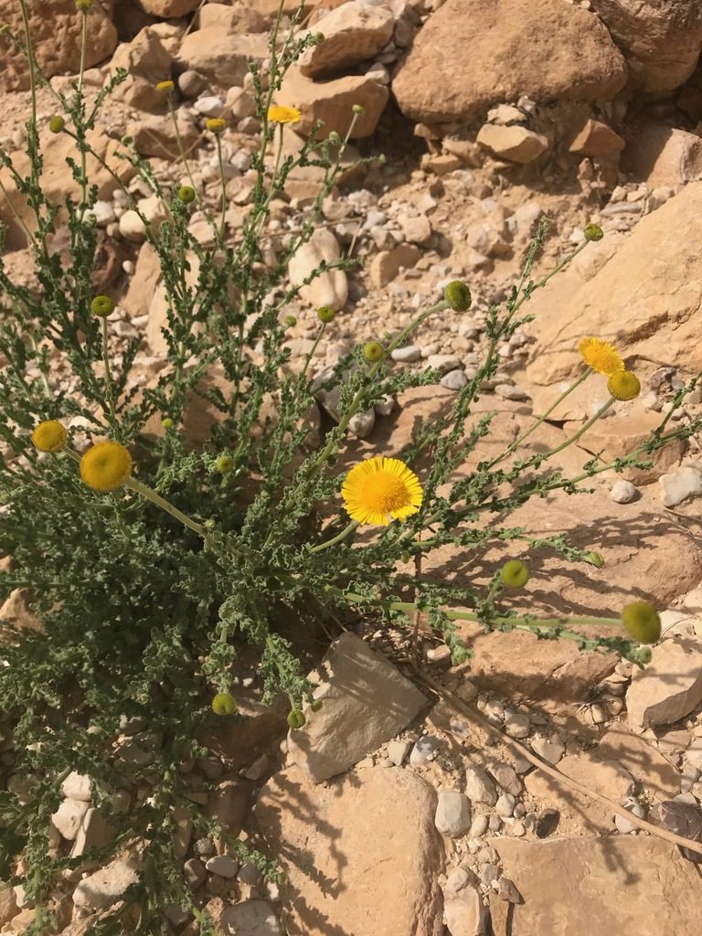 Pulicaria incisa, photographed by Sam J. Thomas