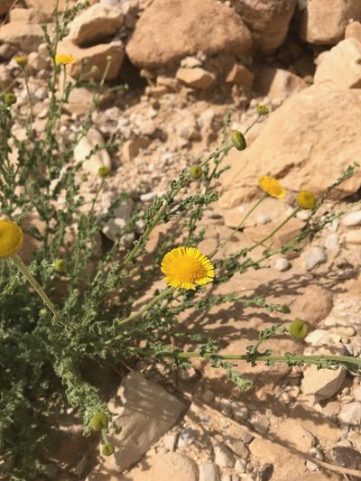 Pulicaria incisa, photographed by Sam J. Thomas