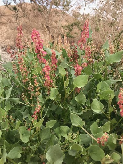 Rumex cyprius, photographed by Sam J. Thomas