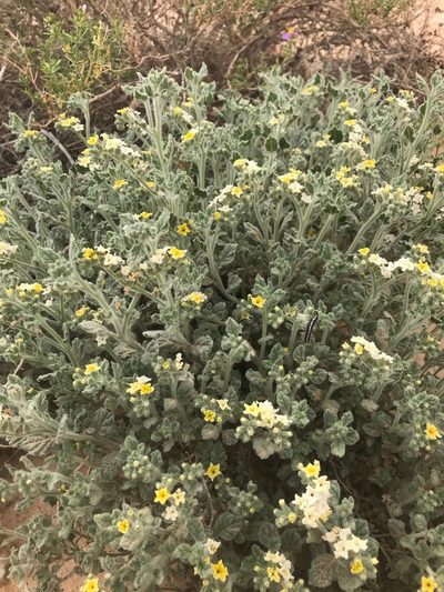 Heliotropium arbainense, photographed by Sam J. Thomas