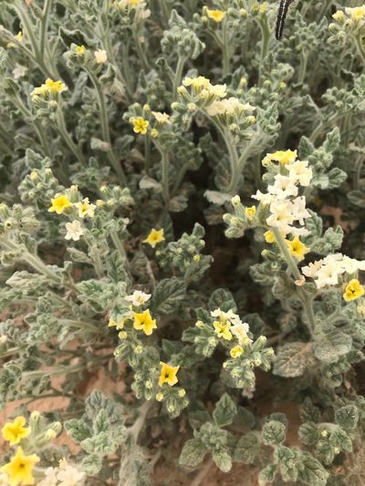Heliotropium arbainense, photographed by Sam J. Thomas
