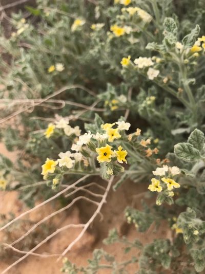 Heliotropium arbainense, photographed by Sam J. Thomas
