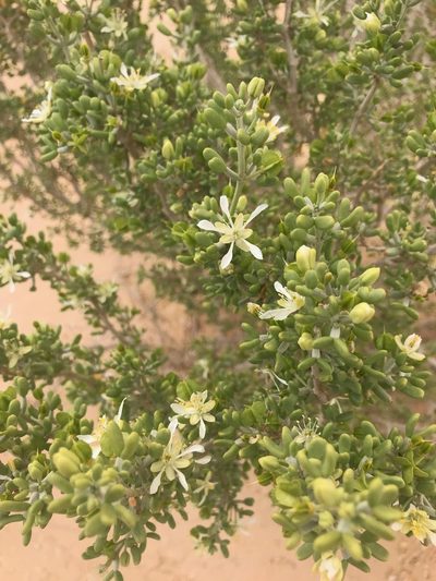 Zygophyllum dumosum, photographed by Sam J. Thomas
