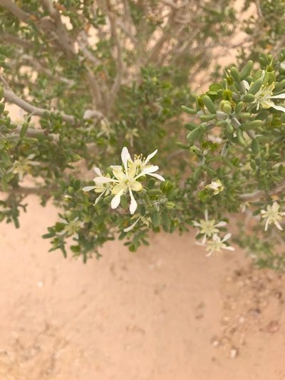 Zygophyllum dumosum, photographed by Sam J. Thomas