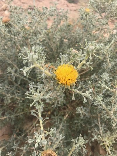 Anvillea garcinii, photographed by Sam J. Thomas