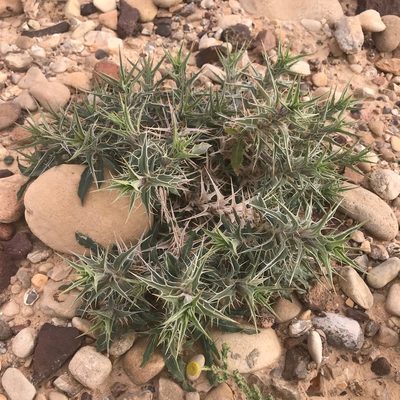Blepharis attenuata, photographed by Sam J. Thomas