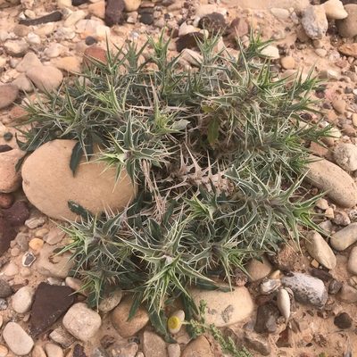 Blepharis attenuata, photographed by Sam J. Thomas