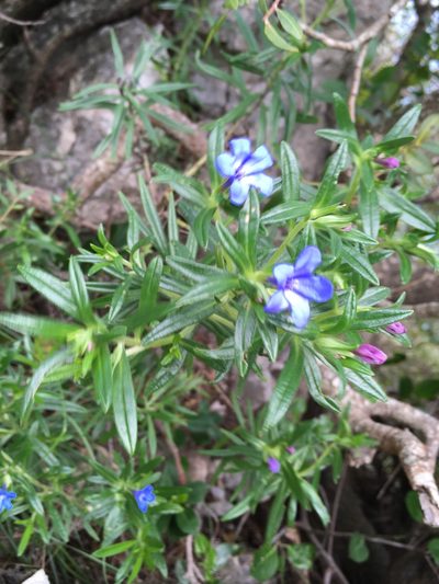 Glandora rosmarinifolia, photographed by dschigel