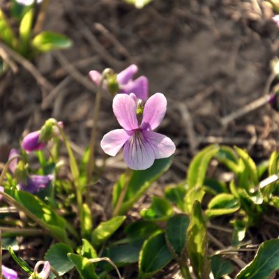 Viola prionantha, photographed by Yi CHEN
