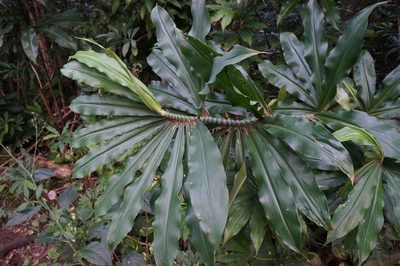 Dimerocostus strobilaceus, photographed by Henggang Cui