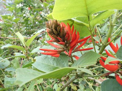 Erythrina variegata, photographed by John Brew