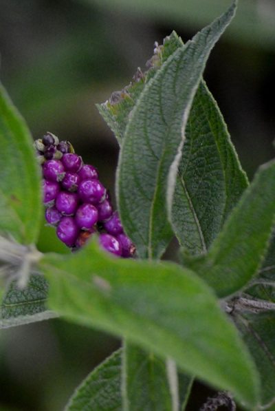 Lantana trifolia, photographed by Douglas