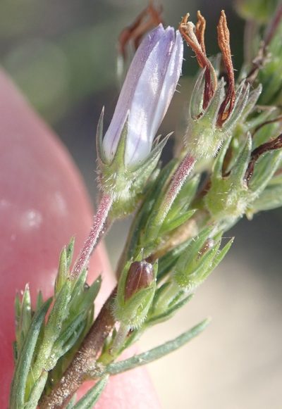 Wahlenbergia unidentata, photographed by Nicola van Berkel
