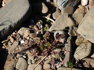Rumex scutatus, photographed by Duarte Frade
