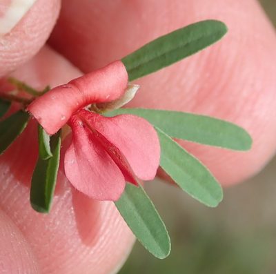 Indigofera stricta, photographed by Nicola van Berkel