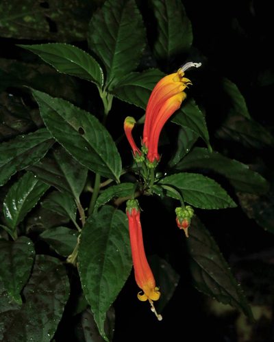 Centropogon solanifolius, photographed by Dennis White