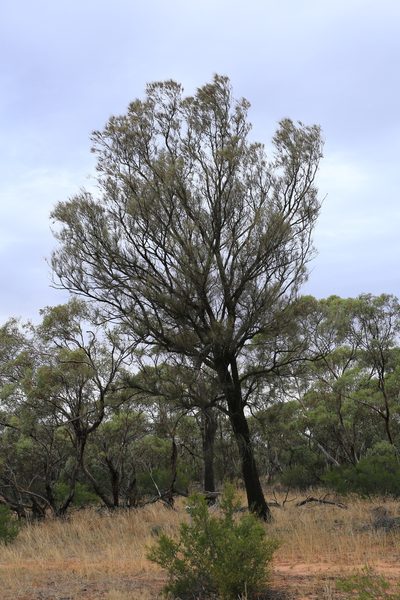 Allocasuarina luehmannii, photographed by Donald Hobern