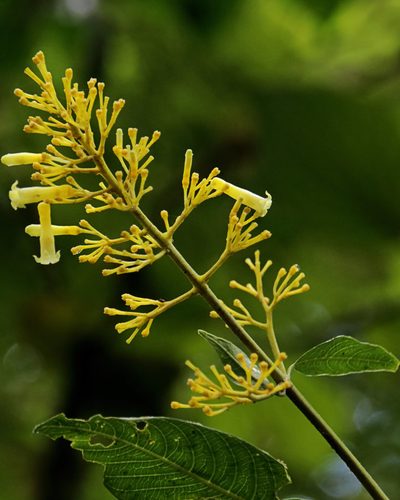 Palicourea lasiorrhachis, photographed by Dennis White