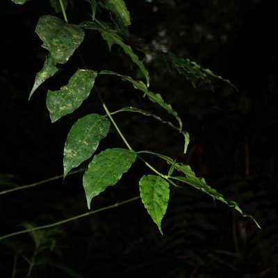 Palicourea lasiorrhachis, photographed by Dennis White