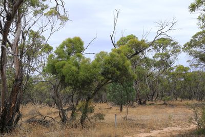 Eucalyptus leptophylla, photographed by Donald Hobern