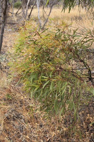 Eucalyptus leptophylla, photographed by Donald Hobern