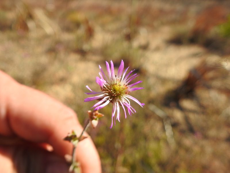 Erepsia patula, photographed by Matthew Fainman