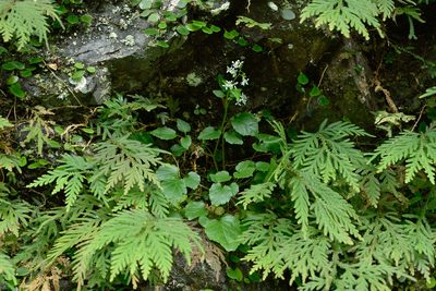 Hilliella rivulorum, photographed by 國立臺灣博物館