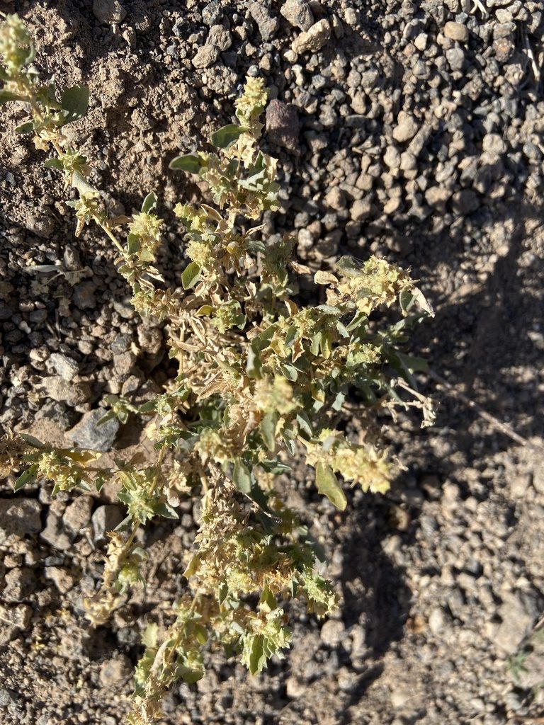 Atriplex semilunaris, photographed by Peter Gabler