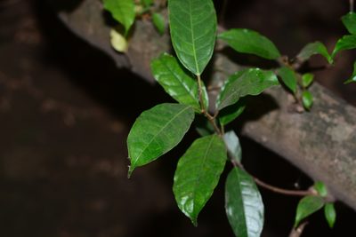 Ficus nervosa, photographed by S.MORE